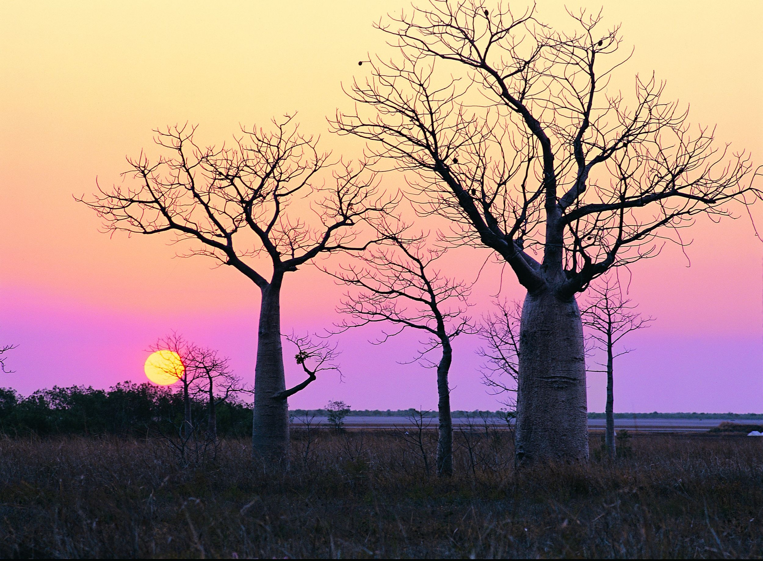 Boab Tree mit Mond