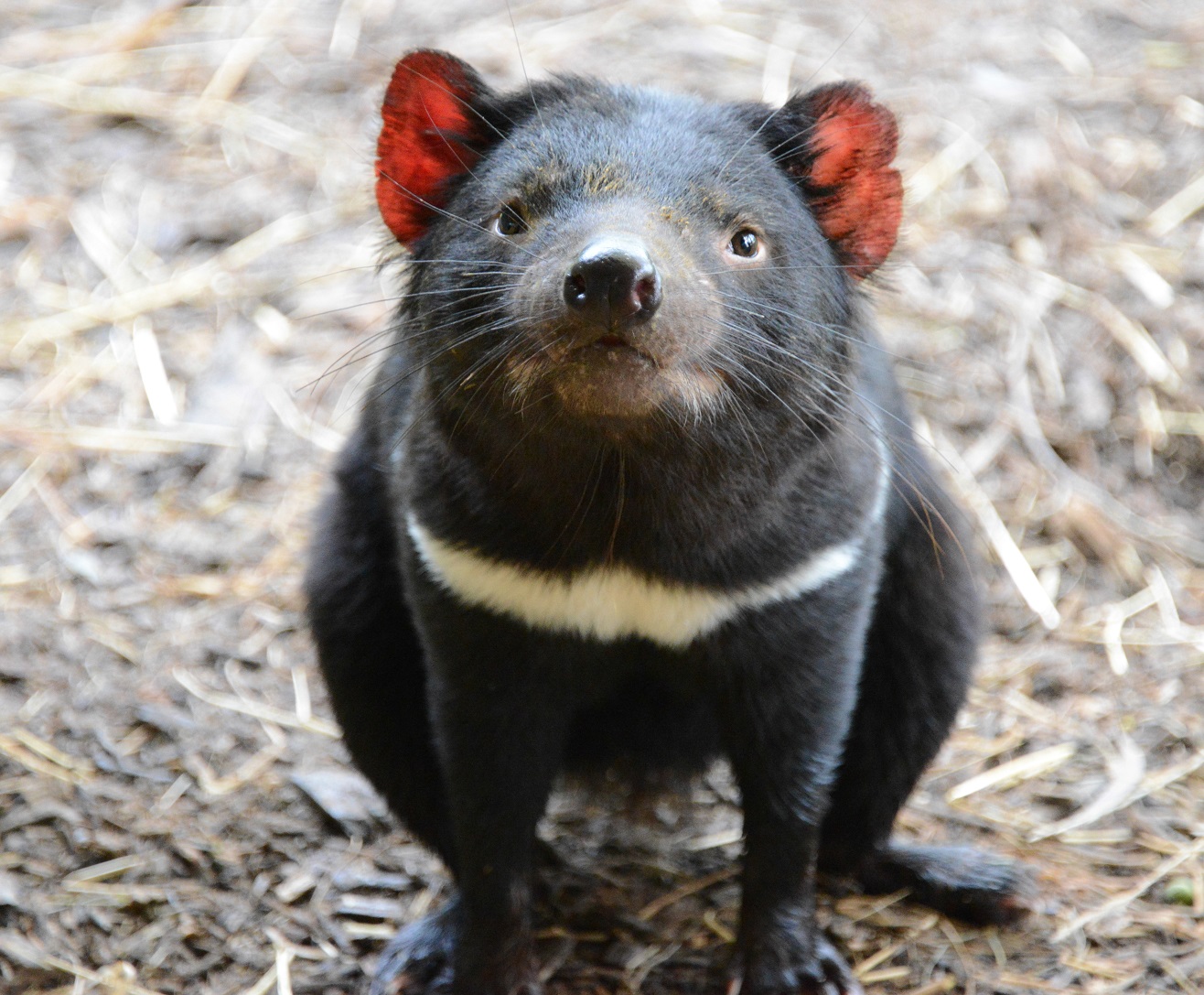 tassiedevil